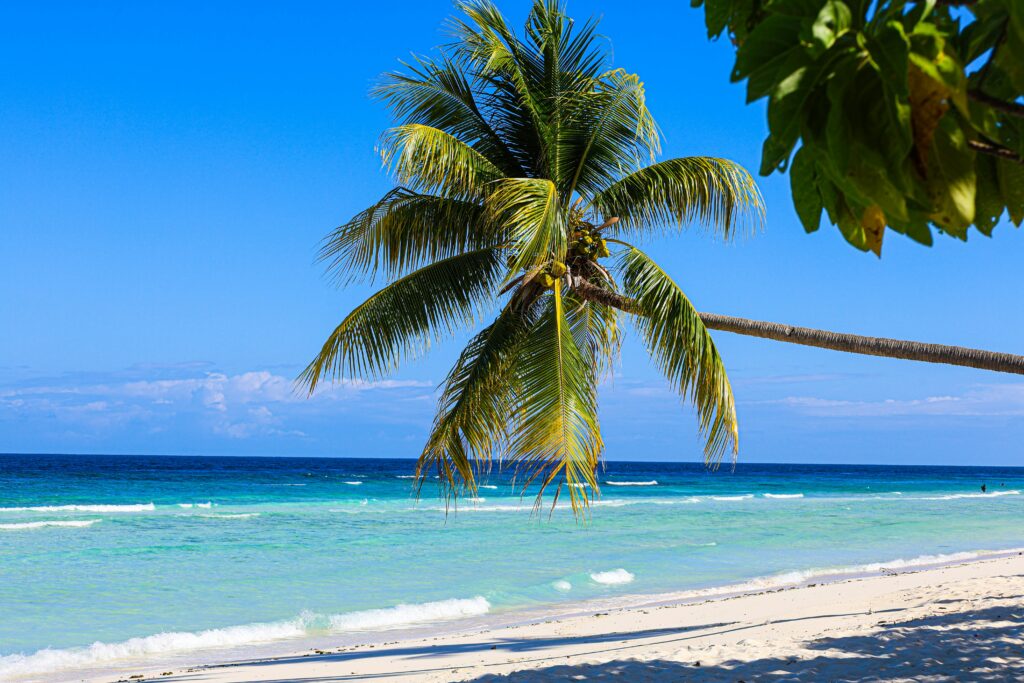 A serene beach scene with a lone palm tree leaning over turquoise waters. The sky is clear with a few clouds on the horizon, and gentle waves lap the sandy shore. Lush green leaves frame the top right corner.